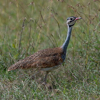 Ol Pejeta - White-bellied bustard